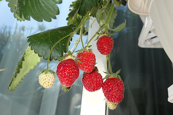 ベランダ菜園実況 その1