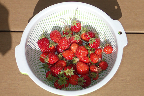 ベランダ菜園実況 その1