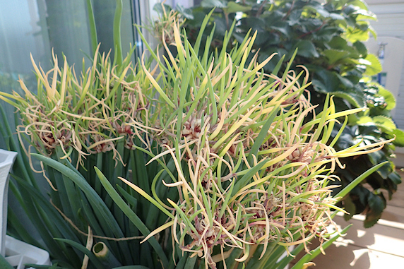 ベランダ菜園実況 その1