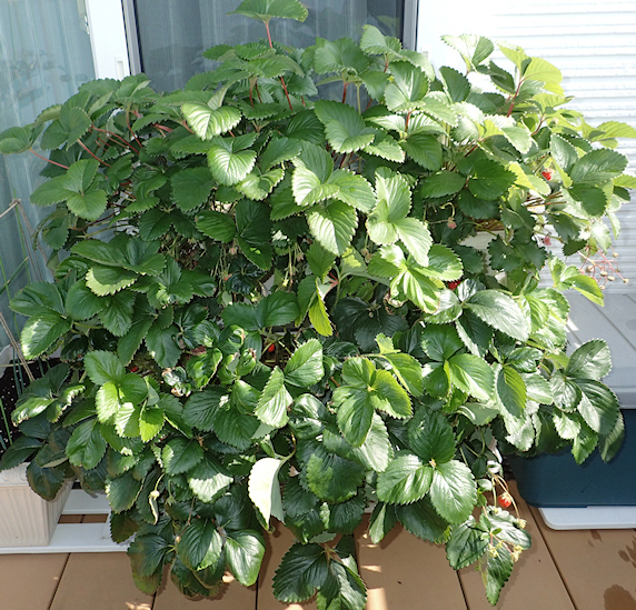 ベランダ菜園実況 その1