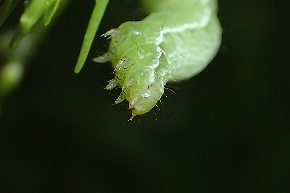 すっかりおなじみウワバの幼虫