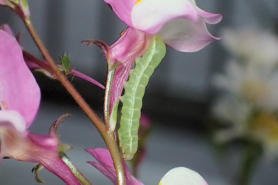すっかりおなじみウワバの幼虫