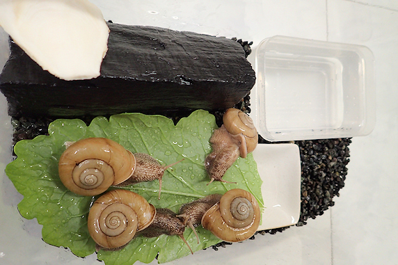 小カブの葉を食べるカタツムリ その1