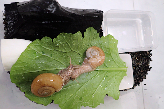 小カブの葉を食べるカタツムリ その1