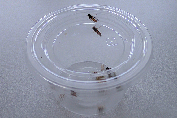 ホソヒラタアブの羽化と寄生を確認