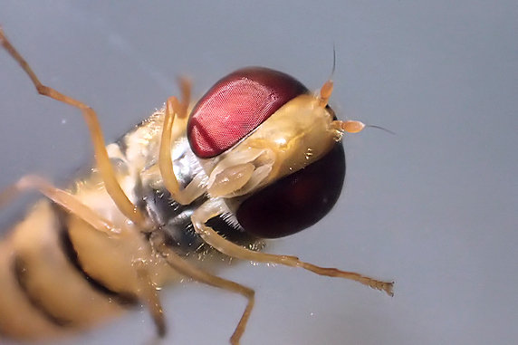 ホソヒラタアブの羽化と寄生を確認