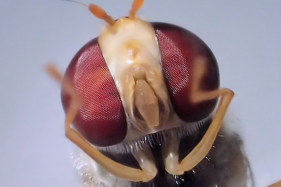 ホソヒラタアブの羽化と寄生を確認