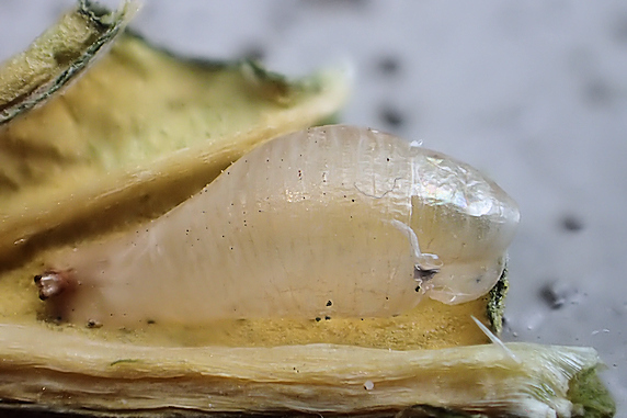 ホソヒラタアブの羽化と寄生を確認