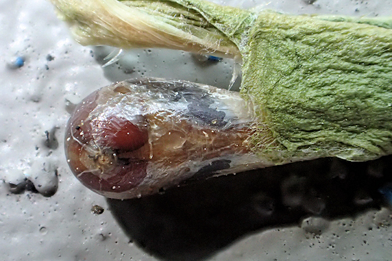 ホソヒラタアブの羽化と寄生を確認