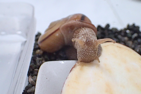 カタツムリの日常その1