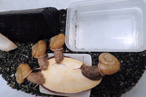 カタツムリの日常その1