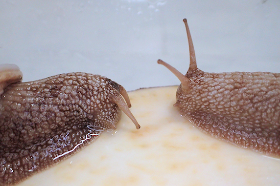 カタツムリの日常その2