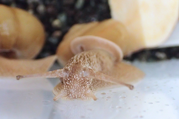 カタツムリの日常その2
