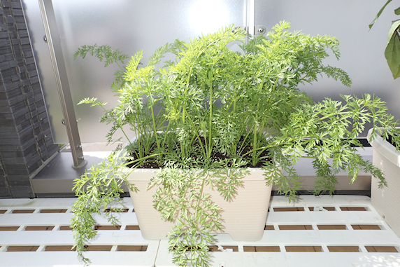 ベランダ菜園実況