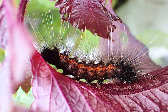 赤紫蘇に毛虫発見