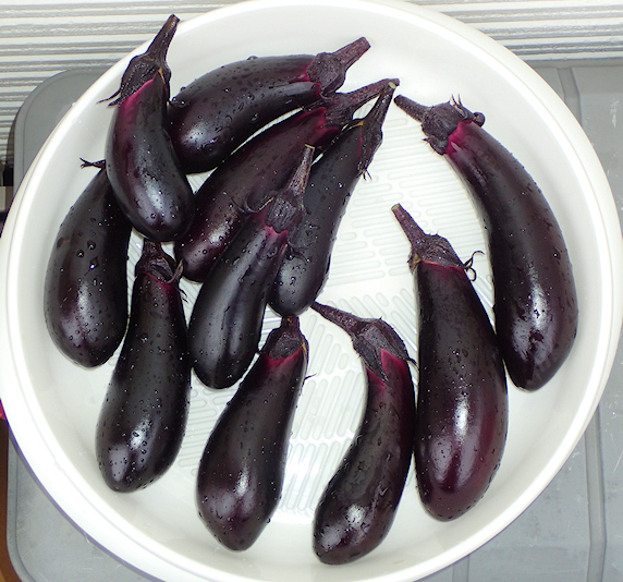 ナスの収穫