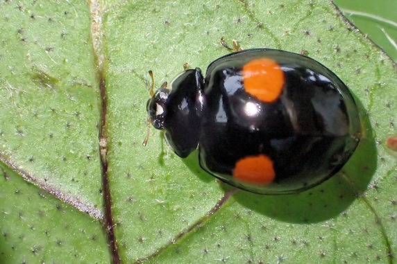 ナスにアブラムシ発生