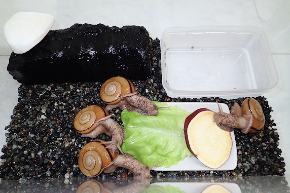 たまにはサラダ菜カタツムリ