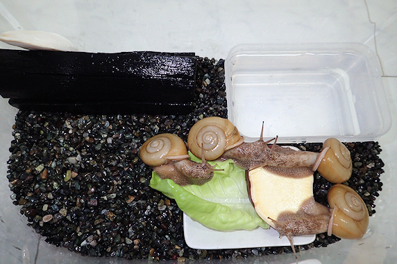 たまにはサラダ菜カタツムリ