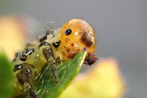まだまだ見かけるルリチュウレンジの幼虫