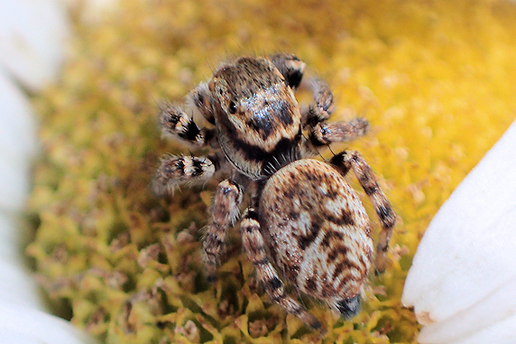 かわいいネコハエトリ