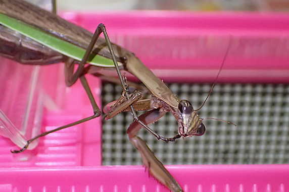 オオカマキリの足場増設