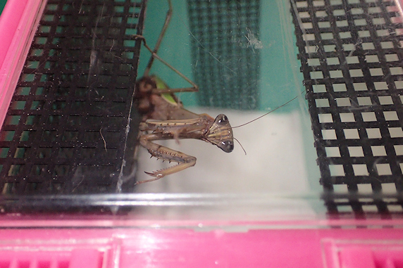 オオカマキリの足場増設