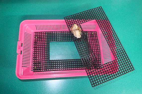 オオカマキリが二度目の産卵