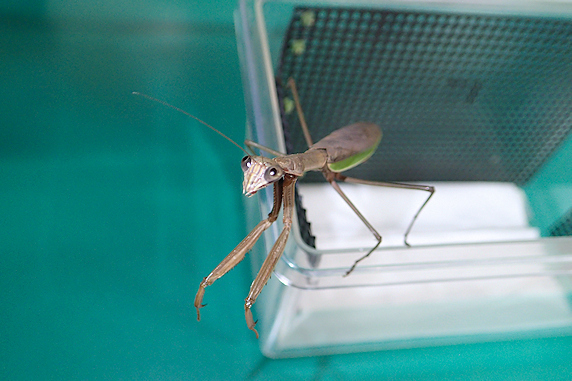 オオカマキリが二度目の産卵