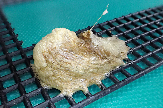 オオカマキリが二度目の産卵