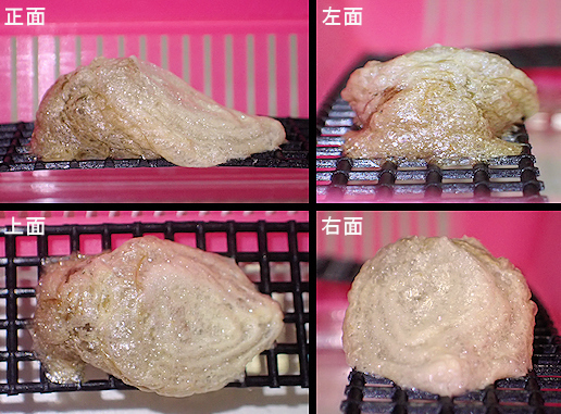 オオカマキリが三度目の産卵