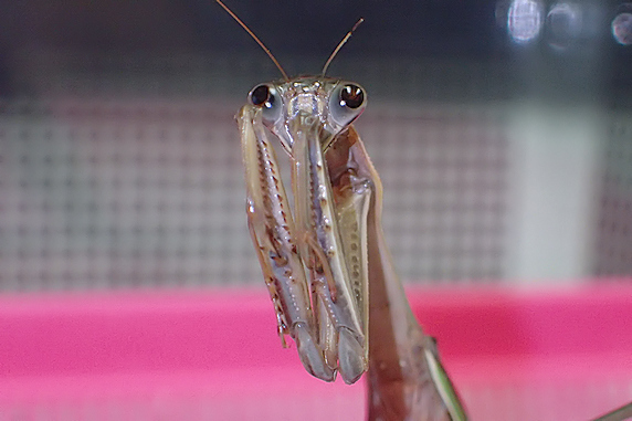 年を越したオオカマキリ