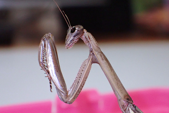 年を越したオオカマキリ