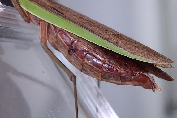 おなかが膨らむオオカマキリ
