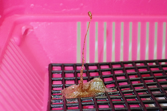 オオカマキリが6度目の産卵