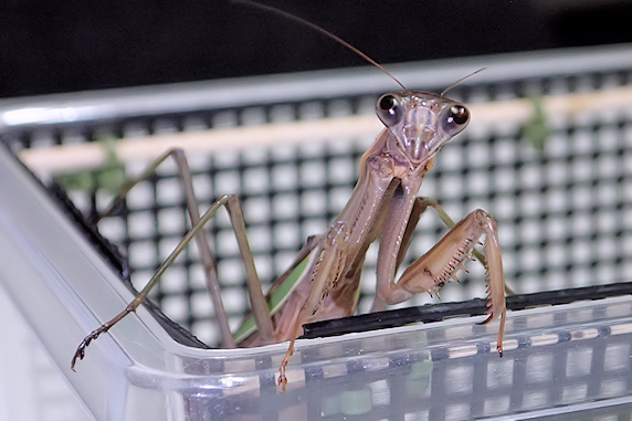オオカマキリが6度目の産卵