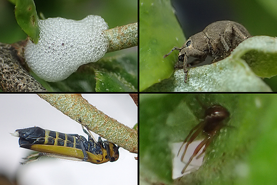 ビックリグミに集まる虫