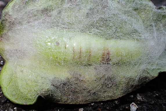 ミニトマトで育ったエゾギクキンウワバの幼虫