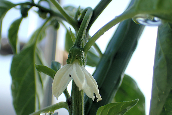 ベランダ菜園実況