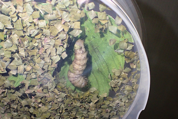 蛹室確保のヨトウムシ