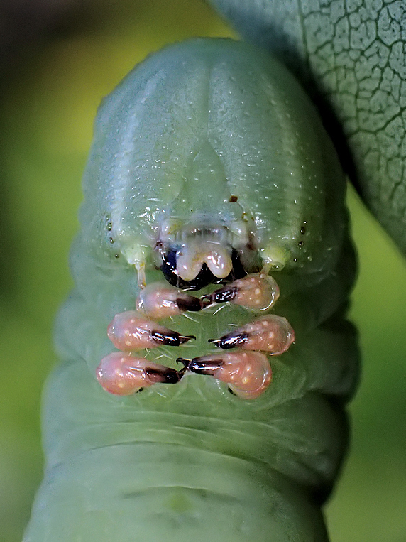 【動画】ライラックの葉を食べるシモフリスズメの幼虫