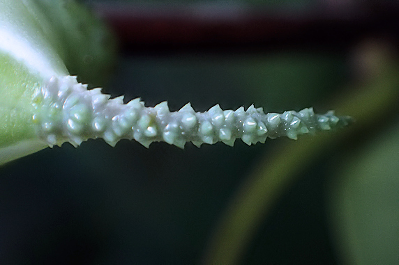 【動画】ライラックの葉を食べるシモフリスズメの幼虫