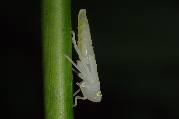 ツマグロオオヨコバイの幼虫と成虫