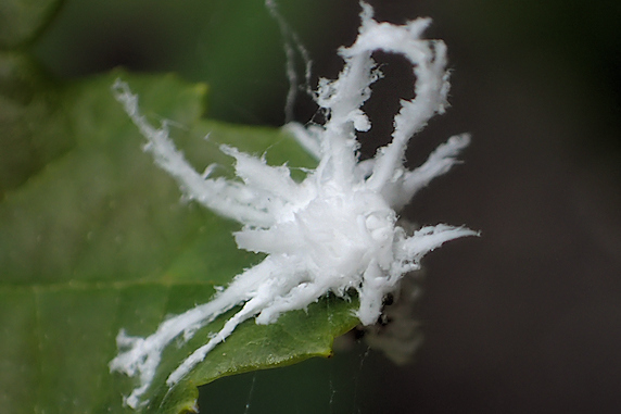 白いもふもふのババシロアシマルハバチの幼虫