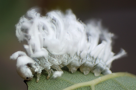 白いもふもふのババシロアシマルハバチの幼虫