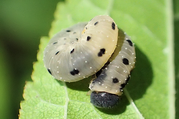 ホシアシブトハバチの幼虫