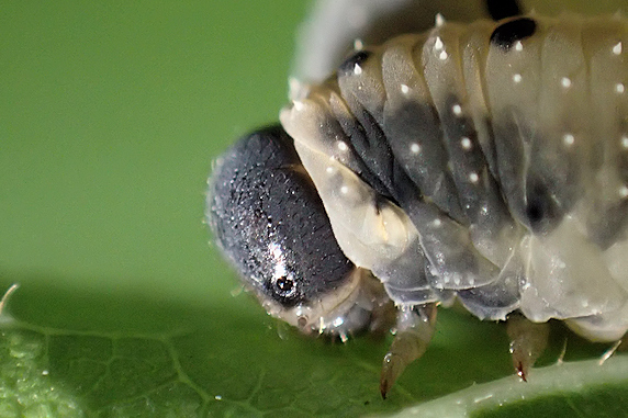 ホシアシブトハバチの幼虫