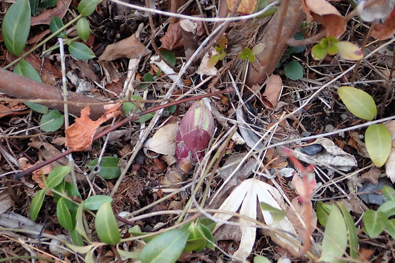 ふきのとう開花