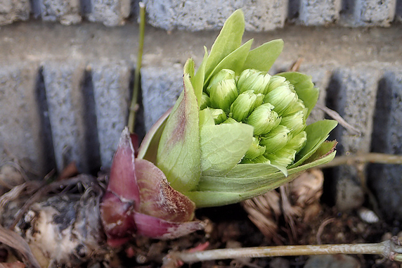 ふきのとう開花