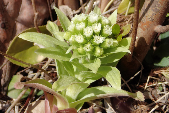 ふきのとう完全開花